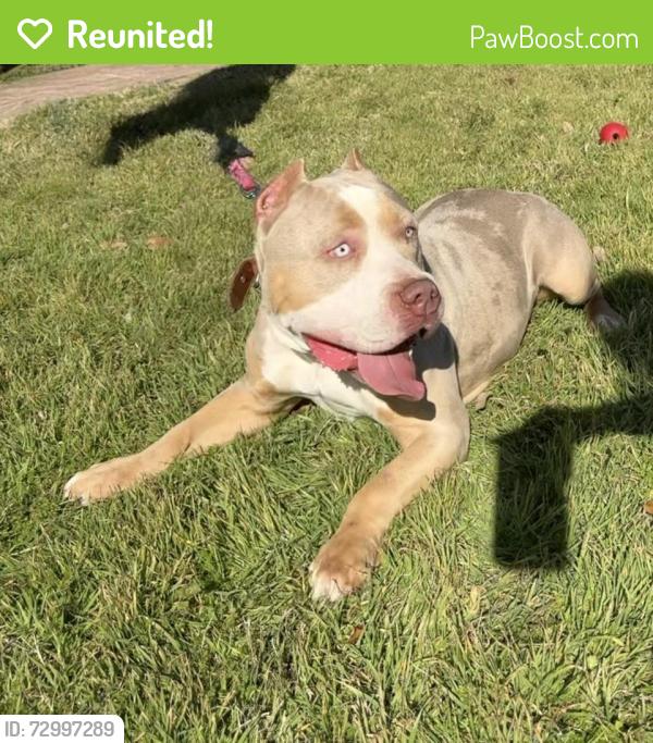 Reunited Female Dog last seen Near Cameo Dr, Fort Worth, TX 76134, USA, Fort Worth, TX 76134