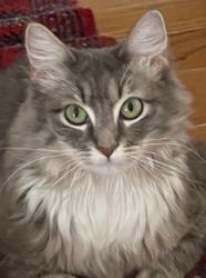 Reunited Female Cat last seen Wakefield at N. 27th Street, Arlington, near Marymount U., Arlington, VA 22207