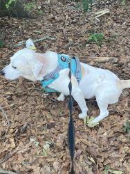 Lost Female Dog last seen Back behind Kathy’s in the woods on a wallk , Braselton, GA 30517