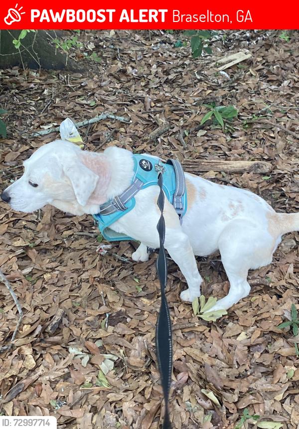 Lost Female Dog last seen Back behind Kathy’s in the woods on a wallk , Braselton, GA 30517