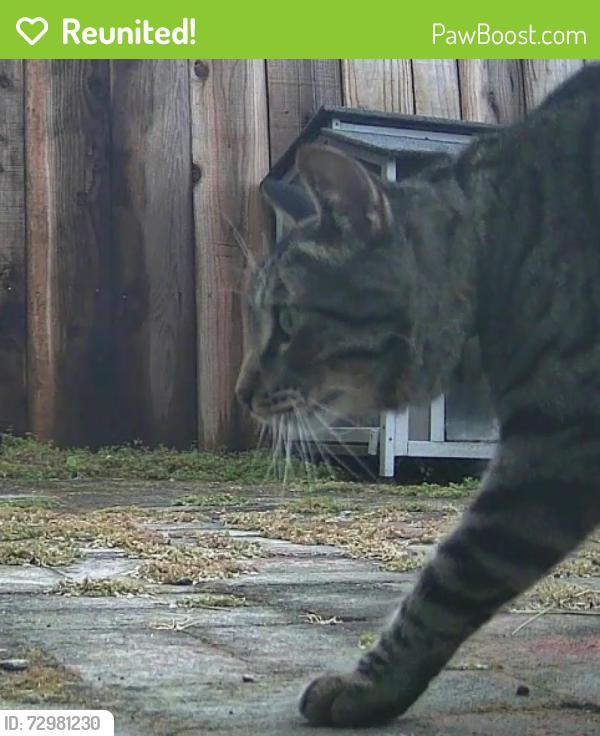 Reunited Unknown Cat last seen Santiago St & 47th Ave, San Francisco, CA 94116, USA, San Francisco, CA 94116