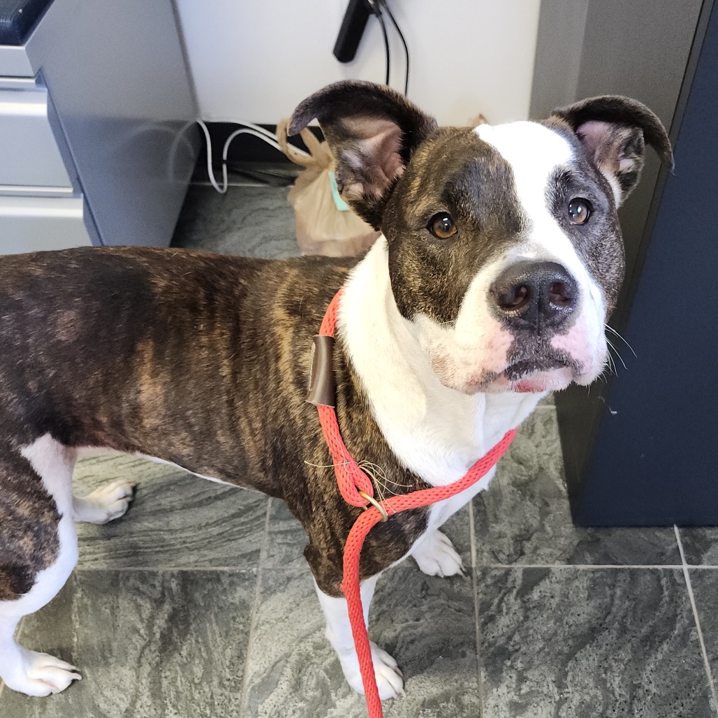Shelter Stray Female Dog last seen , 3040 FL-590, Clearwater, FL 33759, USA