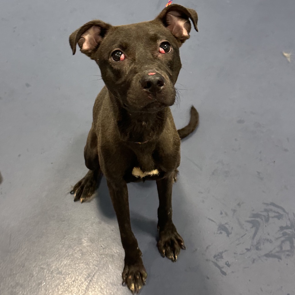 Shelter Stray Female Dog last seen , 980 Guilford College Rd, Greensboro, NC 27409, USA