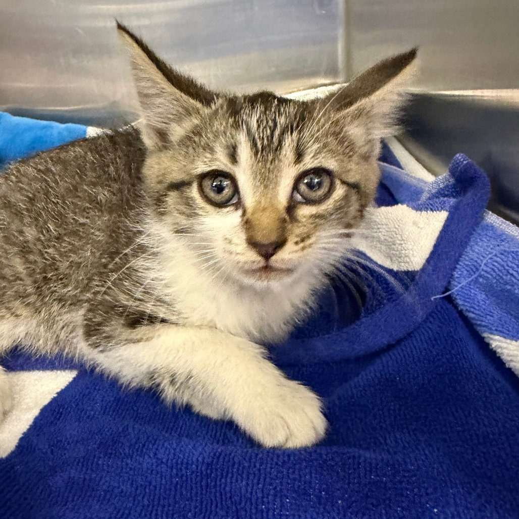 Shelter Stray Female Cat last seen , 980 Guilford College Rd, Greensboro, NC 27409, USA
