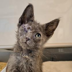 Shelter Stray Male Cat last seen , 4575 E Mesquite Ave, Palm Springs, CA 92264, USA