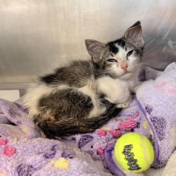 Shelter Stray Male Cat last seen , 4575 E Mesquite Ave, Palm Springs, CA 92264, USA