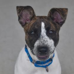 Shelter Stray Male Dog last seen , 3173 K-68 Hwy, Ottawa, KS 66067, USA