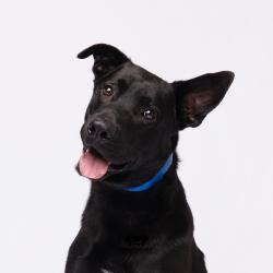 Shelter Stray Male Dog last seen , 3607 N Armenia Ave, Tampa, FL 33607, USA