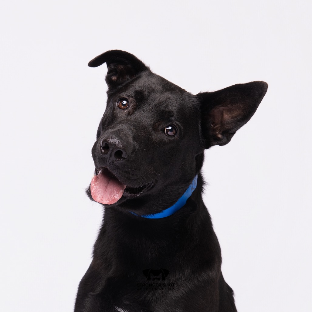 Shelter Stray Male Dog last seen , 3607 N Armenia Ave, Tampa, FL 33607, USA