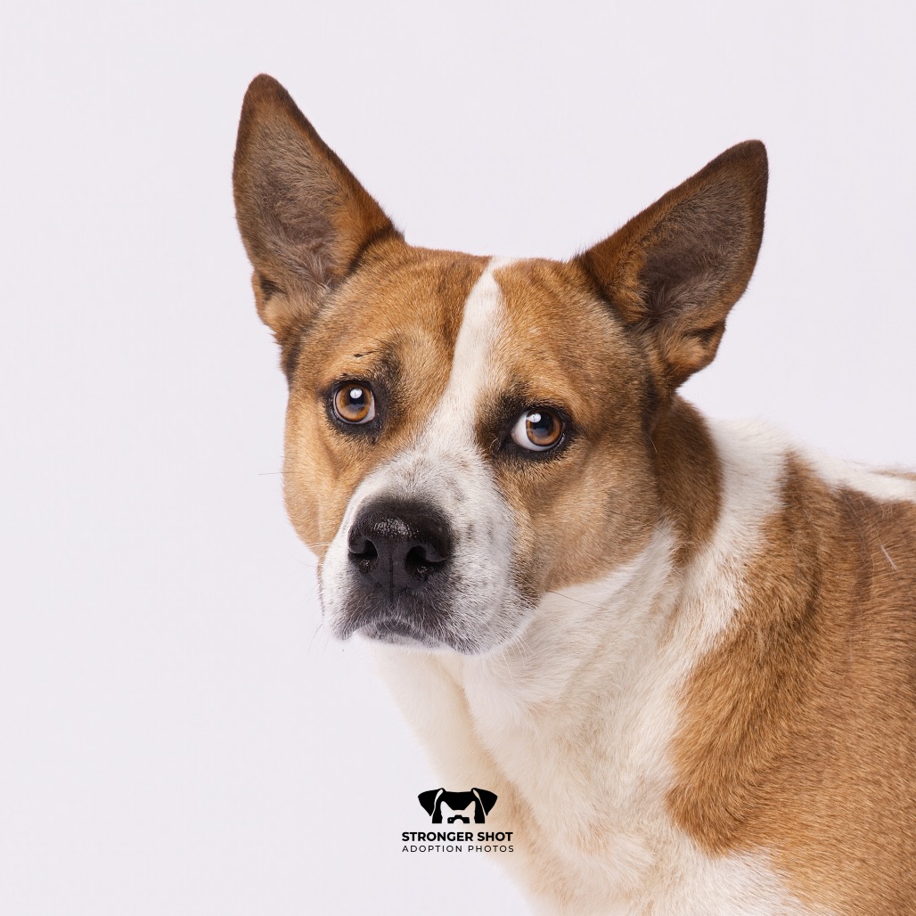 Shelter Stray Female Dog last seen , 3607 N Armenia Ave, Tampa, FL 33607, USA
