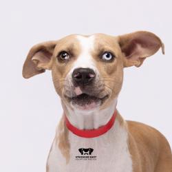 Shelter Stray Female Dog last seen , 3607 N Armenia Ave, Tampa, FL 33607, USA