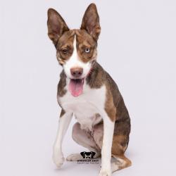 Shelter Stray Female Dog last seen , 3607 N Armenia Ave, Tampa, FL 33607, USA