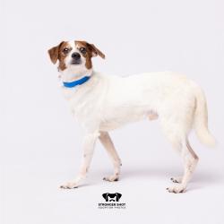 Shelter Stray Male Dog last seen , 3607 N Armenia Ave, Tampa, FL 33607, USA