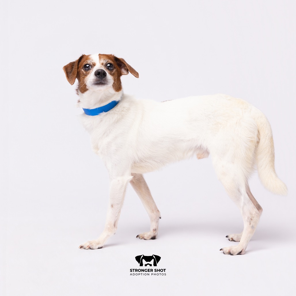 Shelter Stray Male Dog last seen , 3607 N Armenia Ave, Tampa, FL 33607, USA