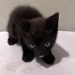 Shelter Stray Male Cat last seen , 3607 N Armenia Ave, Tampa, FL 33607, USA
