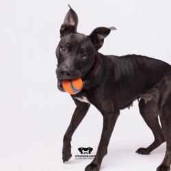 Shelter Stray Female Dog last seen , 3607 N Armenia Ave, Tampa, FL 33607, USA