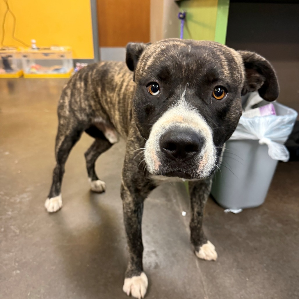 Shelter Stray Male Dog last seen , 3428 S Jenkins Ave, Norman, OK 73072, USA