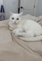 Lost Female Cat last seen Bradley and Larcombe ct , Perris, CA 92571