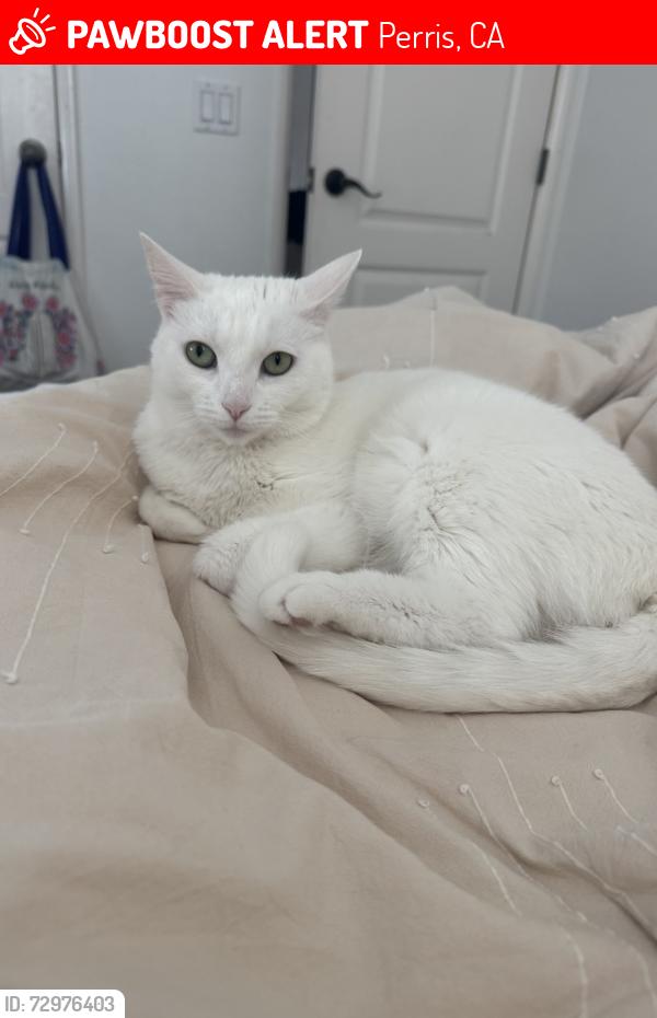 Lost Female Cat last seen Bradley and Larcombe ct, Perris, CA 92571