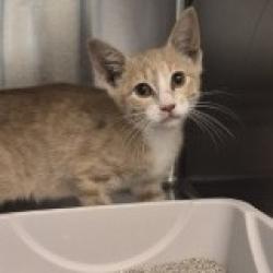 Shelter Stray Unknown Cat last seen , 3428 S Jenkins Ave, Norman, OK 73072, USA