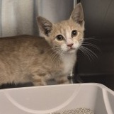Shelter Stray Unknown Cat last seen , 3428 S Jenkins Ave, Norman, OK 73072, USA