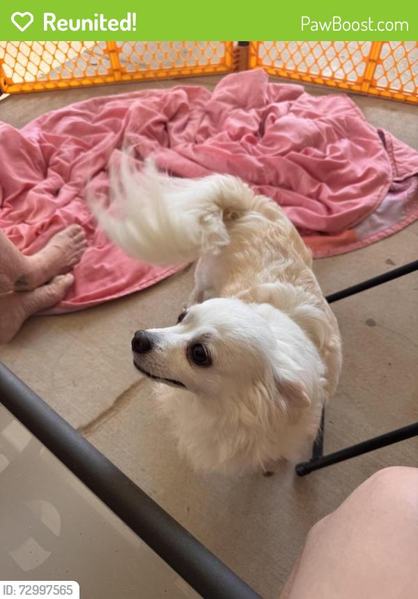 Reunited Male Dog last seen Marble Leaf neighborhood , Edmond, OK 73013