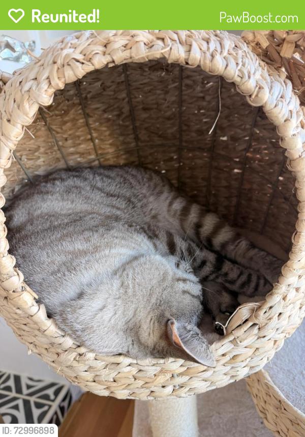 Reunited Male Cat last seen Keystone Way Street, San Francisco, CA 94127