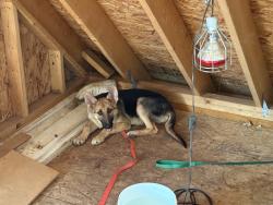 Reunited Female Dog last seen Hwy nc 210 and deer run ct Angier nc, Angier, NC 27501