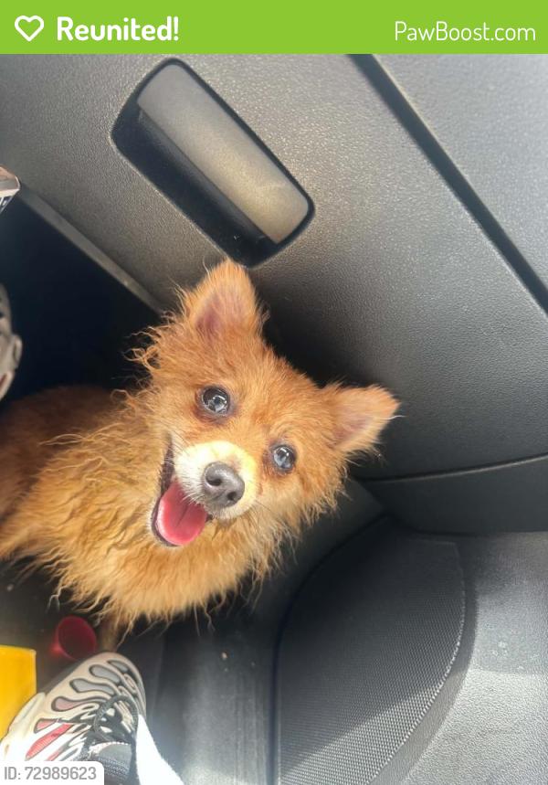 Reunited Female Dog last seen W Locust St & N 1st St, Milwaukee, WI, Milwaukee, WI 53212