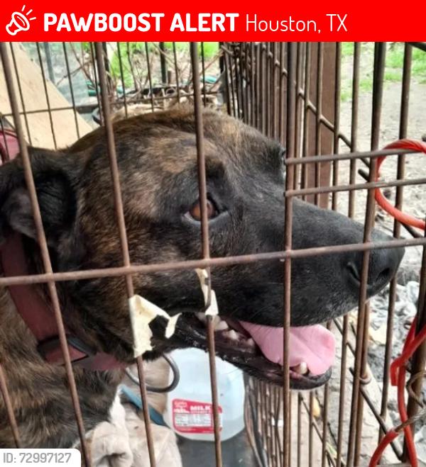 Lost Male Dog last seen Northline and Little York , Houston, TX 77037