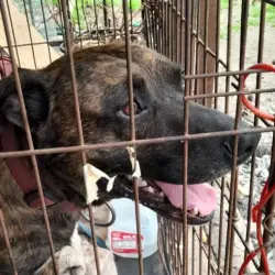 Lost Male Dog last seen Northline and Little York , Houston, TX 77037