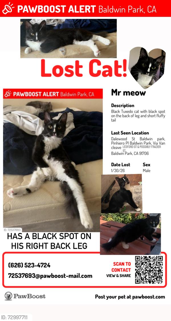 Lost Male Cat last seen Last street he was on was via van cleave st, possible other streets he may have ran to is dale wood st, nolina ave,  Ledford st,  Frazier st, farnell st, hensel st,, Baldwin Park, CA 91706
