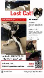 Lost Male Cat last seen Last street he was on was via van cleave st, possible other streets he may have ran to is dale wood st, nolina ave,  Ledford st,  Frazier st, farnell st, hensel st,, Baldwin Park, CA 91706