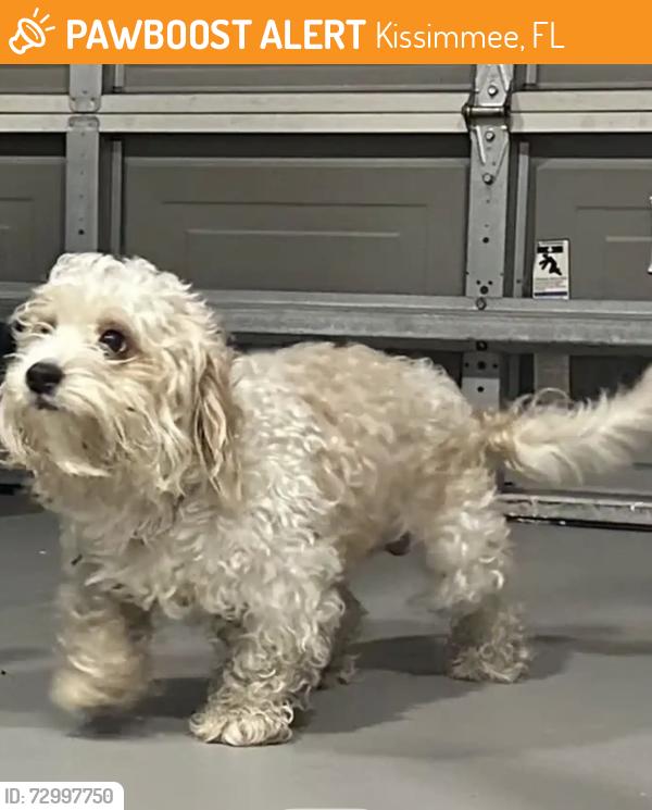 Found/Stray Male Dog last seen Cedarfield Lane Kissimmee FL, Kissimmee, FL 34744
