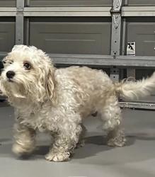 Found/Stray Male Dog last seen Cedarfield Lane Kissimmee FL, Kissimmee, FL 34744