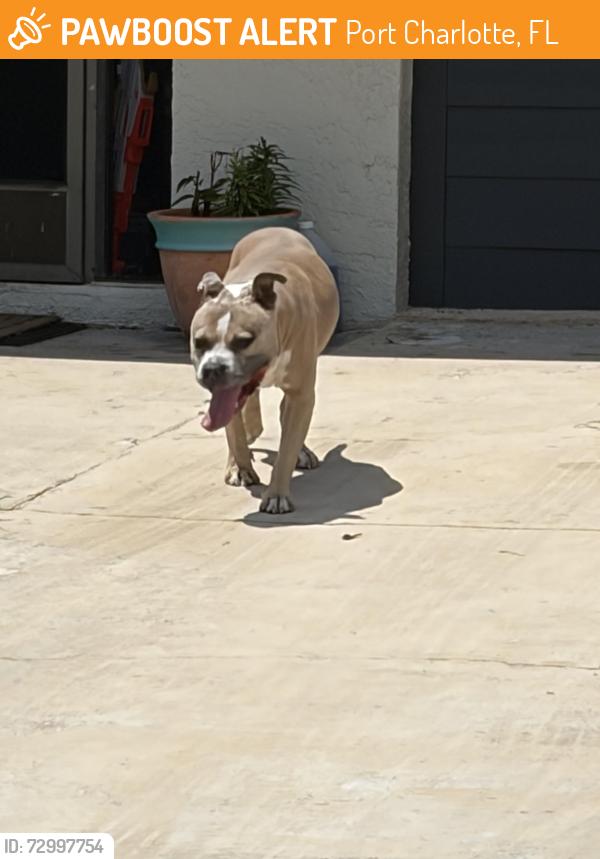 Found/Stray Male Dog last seen Hubbard and dewitt, Port Charlotte, FL 33952
