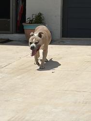 Found/Stray Male Dog last seen Hubbard and dewitt, Port Charlotte, FL 33952