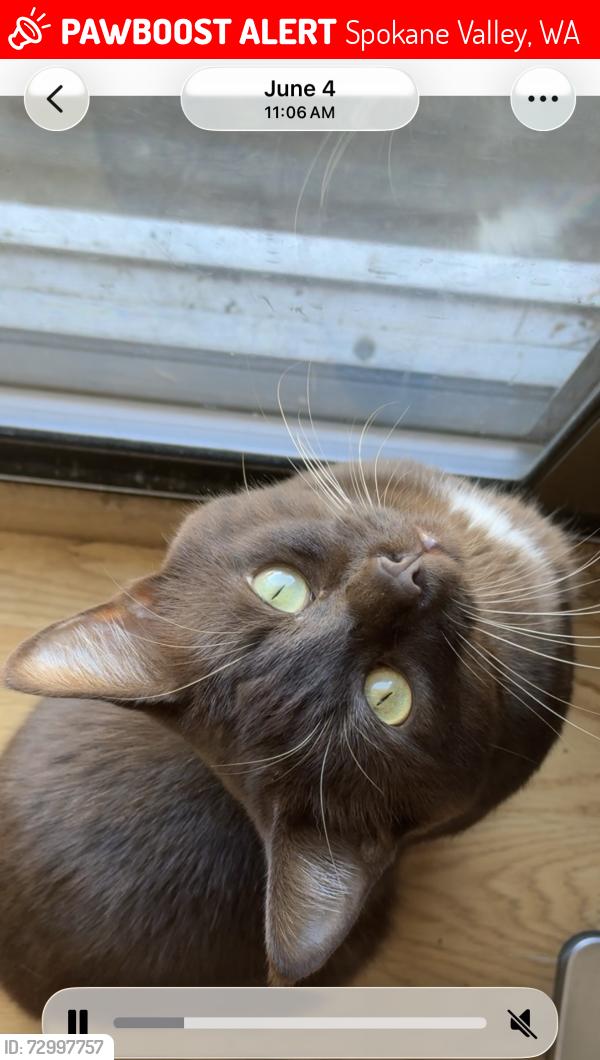 Lost Male Cat last seen 12th & progress, Spokane Valley, WA 99037