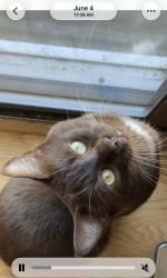 Lost Male Cat last seen 12th & progress, Spokane Valley, WA 99037