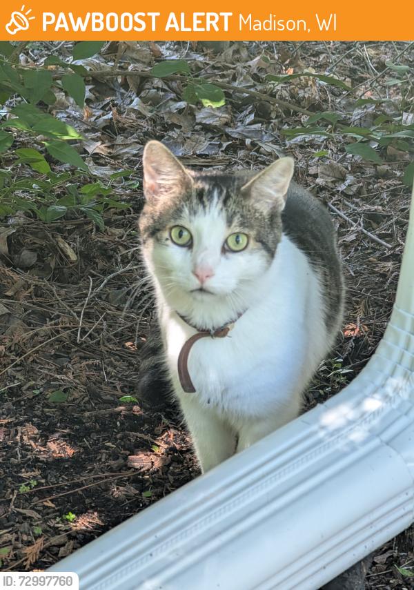 Found/Stray Unknown Cat last seen Midvale elementary school, Madison, WI 53711