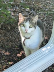 Found/Stray Unknown Cat last seen Midvale elementary school, Madison, WI 53711