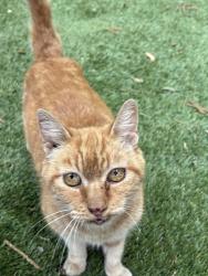 Found/Stray Unknown Cat last seen Vanowen and hazeltine , Los Angeles, CA 91405