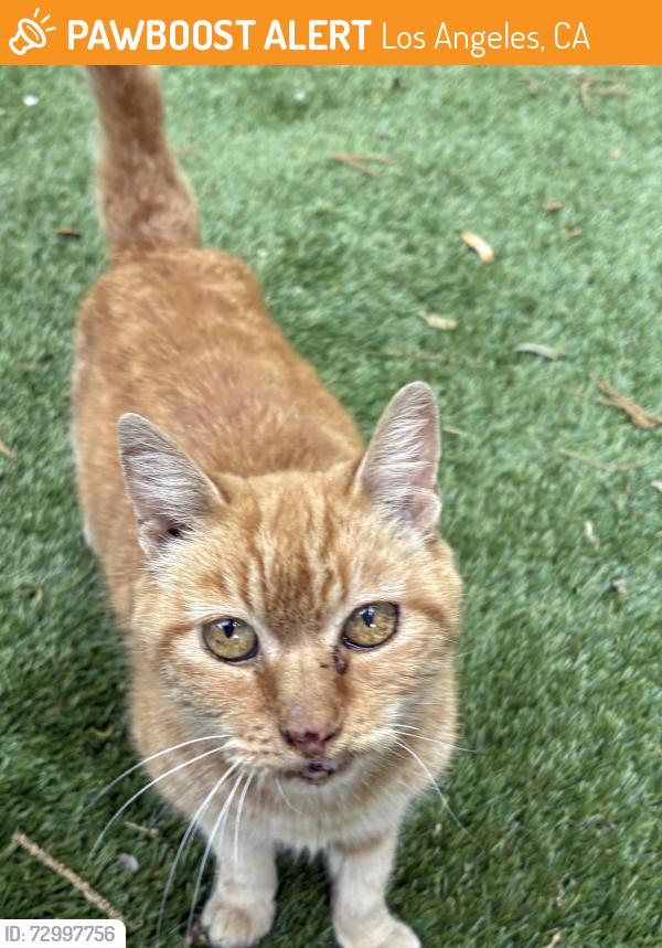 Found/Stray Unknown Cat last seen Vanowen and hazeltine , Los Angeles, CA 91405