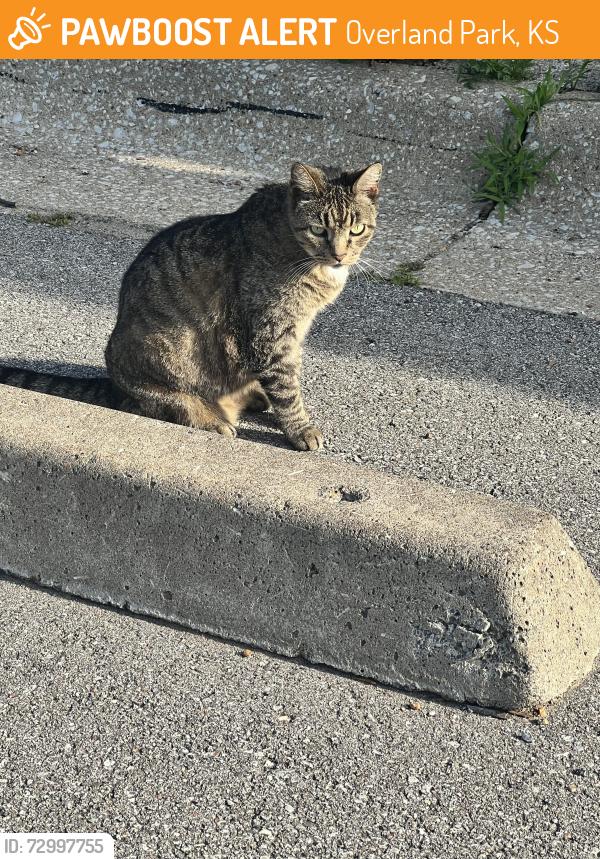 Found/Stray Female Cat last seen 84th & Antioch, Overland Park, KS 66212