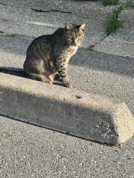 Found/Stray Female Cat last seen 84th & Antioch, Overland Park, KS 66212