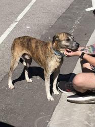 Found/Stray Male Dog last seen Old Mill Road and Bundschu, Independence, MO 64056
