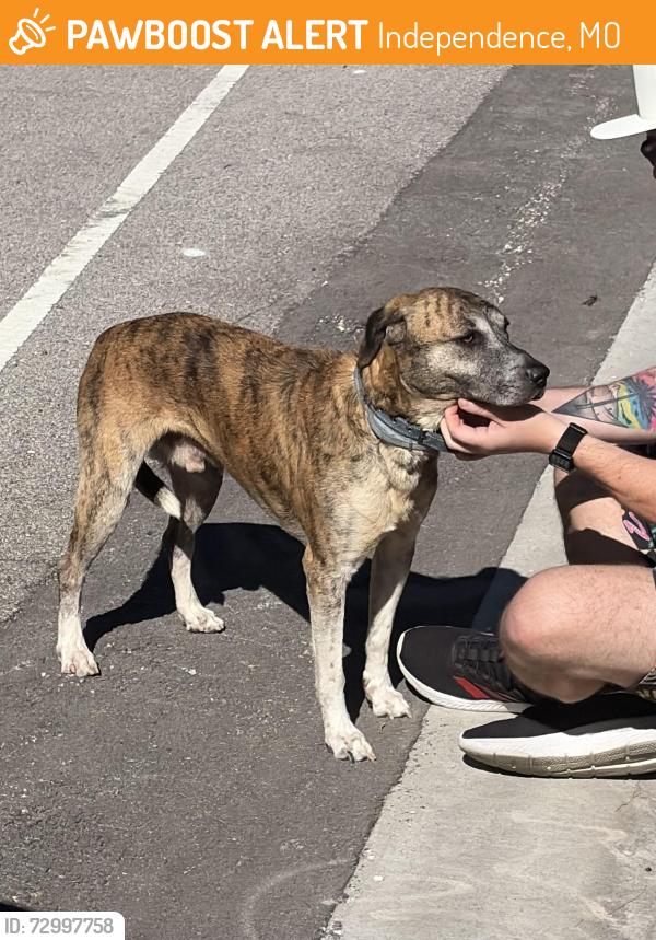 Found/Stray Male Dog last seen Old Mill Road and Bundschu, Independence, MO 64056