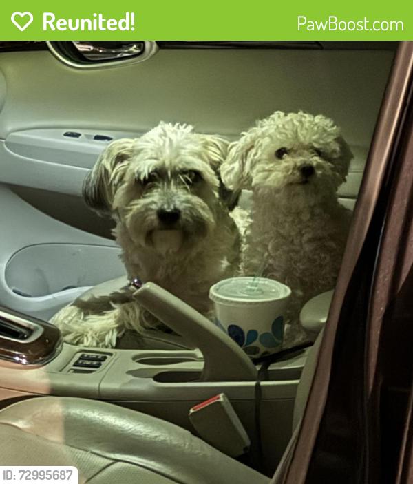 Reunited Female Dog last seen Tippicanoe & 6th st , San Bernardino, CA 92415