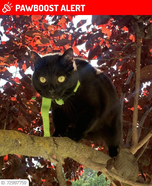 Lost Female Cat last seen Near Anchor Lane and Lighthouse Drive, West Sacramento, CA 95605