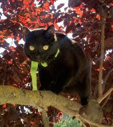 Lost Female Cat last seen Near Anchor Lane and Lighthouse Drive, West Sacramento, CA 95605